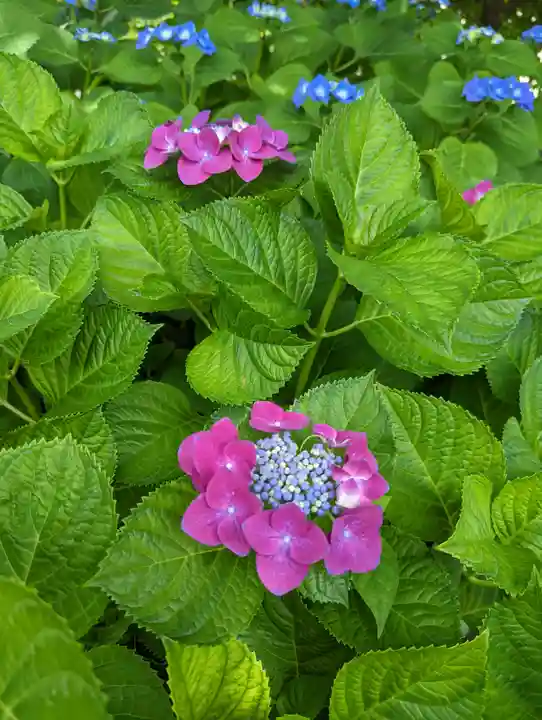 六孫王神社(京都府)