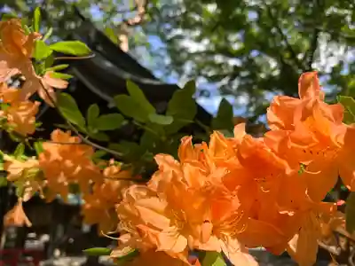 琴似神社(北海道)