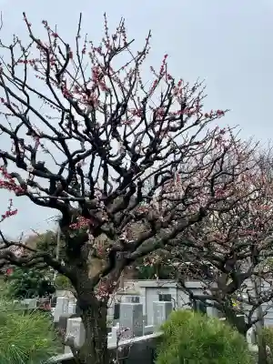 宗善寺の{uncategorized: "未分類", other: "その他", undefined: "問題あり", building: "その他建物", grave: "お墓", sacred_gate: "鳥居", guardian: "狛犬", statue: "像", buddha: "仏像", history: "歴史", nature: "自然", garden: "庭園", animal: "動物", pagoda: "塔", temizu: "手水舎", mountain_gate: "山門・神門", sanctuary: "本殿・本堂", subordinate: "末社・摂社", art: "芸術", scenery: "景色", jizo: "地蔵", ema: "絵馬", goshuin: "御朱印", omikuji: "おみくじ", items: "授与品その他", amulet: "お守り", goshuincho: "御朱印帳", eats: "食事", festival: "お祭り", votive_dance: "神楽", shichigosan: "七五三参", wedding: "結婚式", experience: "体験その他", initially: "初詣", around: "周辺", anti_infection: "感染症対策"}