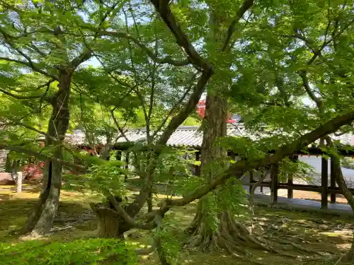 東福禅寺（東福寺）(京都府)