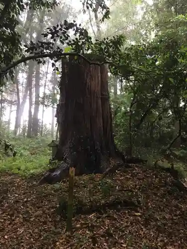 子安神社の自然