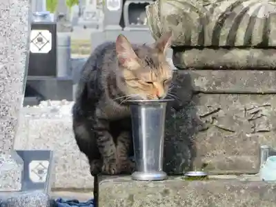 御誕生寺（猫寺）(福井県)