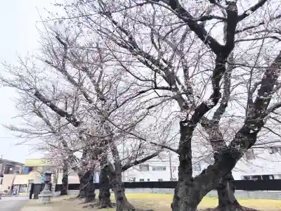 南蔵院の{uncategorized: "未分類", other: "その他", undefined: "問題あり", building: "その他建物", grave: "お墓", sacred_gate: "鳥居", guardian: "狛犬", statue: "像", buddha: "仏像", history: "歴史", nature: "自然", garden: "庭園", animal: "動物", pagoda: "塔", temizu: "手水舎", mountain_gate: "山門・神門", sanctuary: "本殿・本堂", subordinate: "末社・摂社", art: "芸術", scenery: "景色", jizo: "地蔵", ema: "絵馬", goshuin: "御朱印", omikuji: "おみくじ", items: "授与品その他", amulet: "お守り", goshuincho: "御朱印帳", eats: "食事", festival: "お祭り", votive_dance: "神楽", shichigosan: "七五三参", wedding: "結婚式", experience: "体験その他", initially: "初詣", around: "周辺", anti_infection: "感染症対策"}
