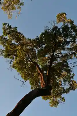 福良天満宮(大分県)