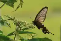 長屋神社の自然