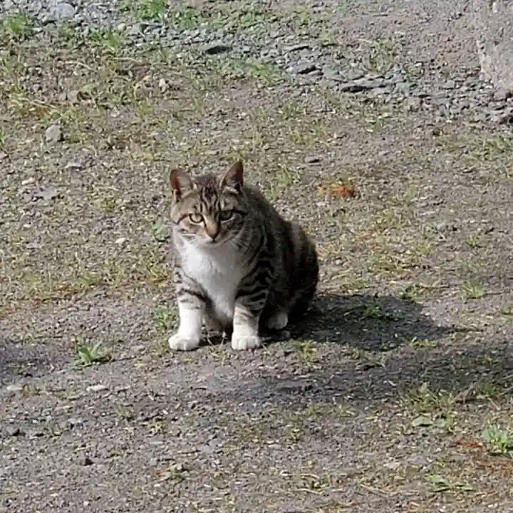 一本木稲荷神社の動物