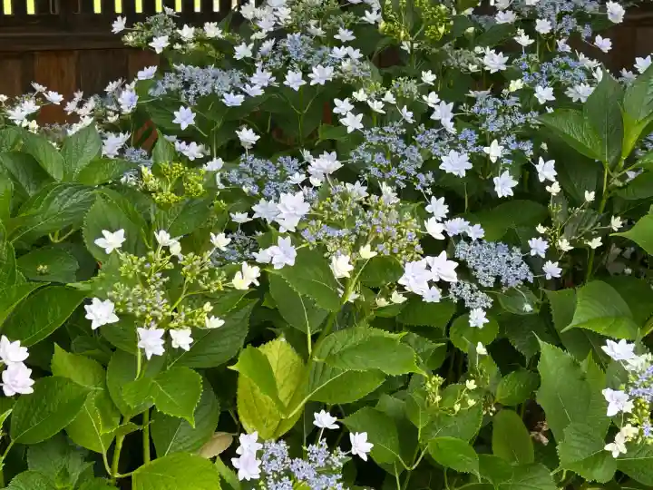 新潟縣護國神社(新潟県)