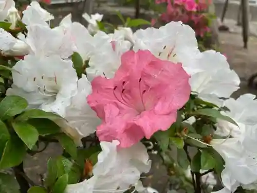 彌彦神社　(伊夜日子神社)の自然