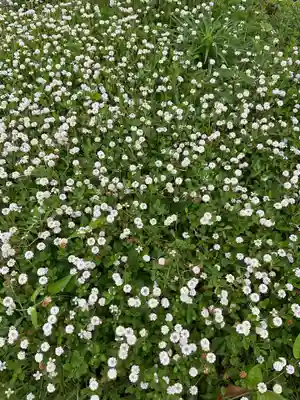 龍渕寺(愛知県)
