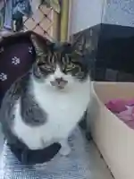 白金氷川神社の動物