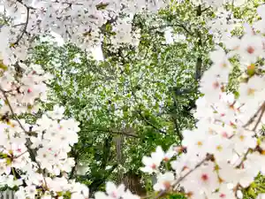 竹渕神社(大阪府)(2022年04月06日(水) 11時16分57秒投稿)