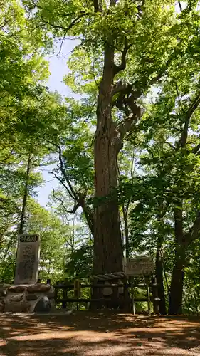 義經神社の自然