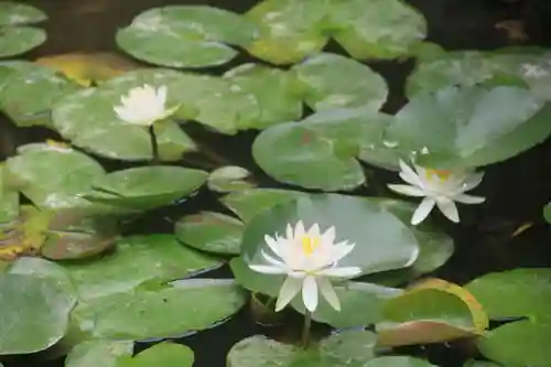 高屋敷稲荷神社の庭園
