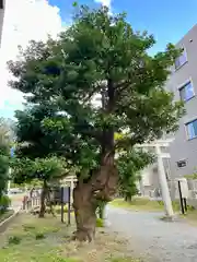 琵琶島神社(神奈川県)