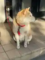 笠䅣稲荷神社の{uncategorized: "未分類", other: "その他", undefined: "問題あり", building: "その他建物", grave: "お墓", sacred_gate: "鳥居", guardian: "狛犬", statue: "像", buddha: "仏像", history: "歴史", nature: "自然", garden: "庭園", animal: "動物", pagoda: "塔", temizu: "手水舎", mountain_gate: "山門・神門", sanctuary: "本殿・本堂", subordinate: "末社・摂社", art: "芸術", scenery: "景色", jizo: "地蔵", ema: "絵馬", goshuin: "御朱印", omikuji: "おみくじ", items: "授与品その他", amulet: "お守り", goshuincho: "御朱印帳", eats: "食事", festival: "お祭り", votive_dance: "神楽", shichigosan: "七五三参", wedding: "結婚式", experience: "体験その他", initially: "初詣", around: "周辺", anti_infection: "感染症対策"}