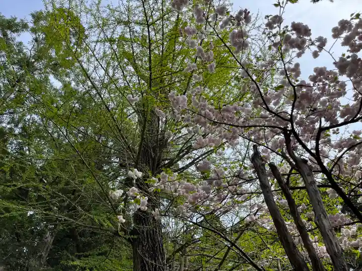 涼ケ岡八幡神社の自然