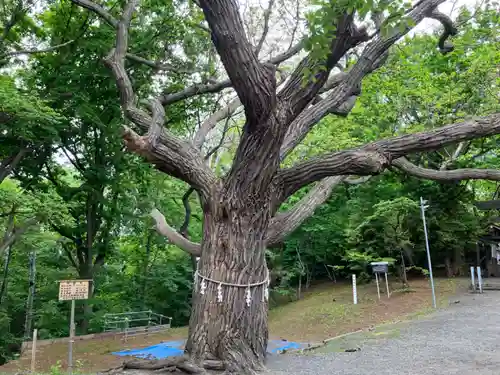 相馬神社の自然