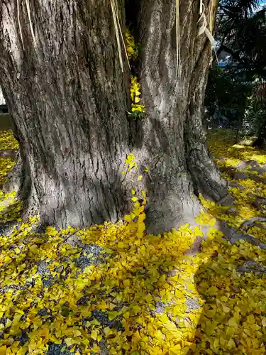 三栖神社(京都府)