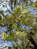 相模原氷川神社(神奈川県)