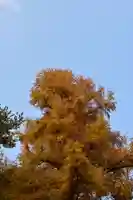 高峯神社(高知県)