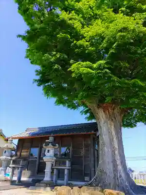 須賀社（西蜆）の自然