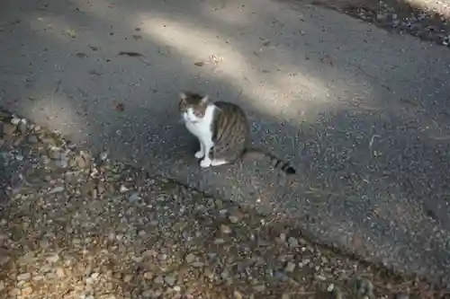 唐澤山神社の動物