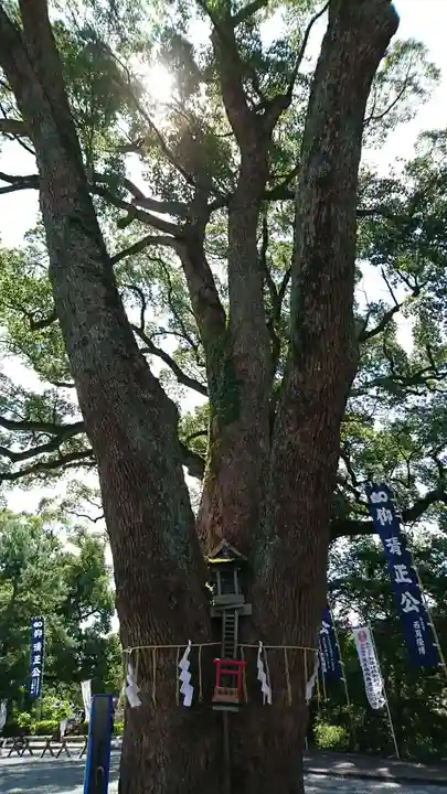 加藤神社の自然