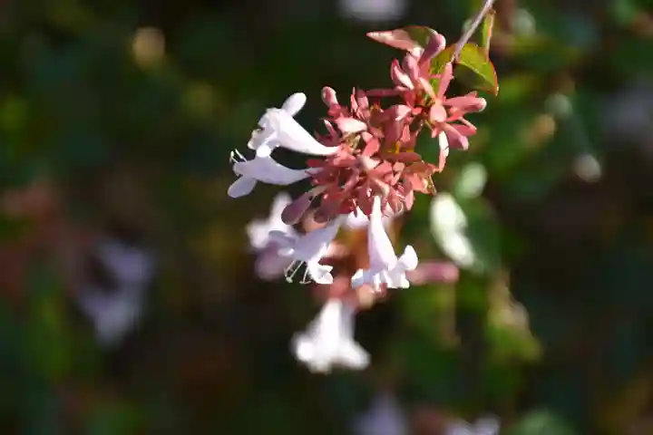 愛宕神社(阿多古神社)の自然