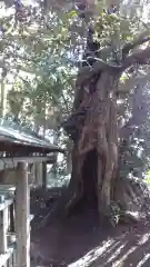 春日香取神社の自然