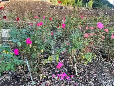 温泉神社の{uncategorized: "未分類", other: "その他", undefined: "問題あり", building: "その他建物", grave: "お墓", sacred_gate: "鳥居", guardian: "狛犬", statue: "像", buddha: "仏像", history: "歴史", nature: "自然", garden: "庭園", animal: "動物", pagoda: "塔", temizu: "手水舎", mountain_gate: "山門・神門", sanctuary: "本殿・本堂", subordinate: "末社・摂社", art: "芸術", scenery: "景色", jizo: "地蔵", ema: "絵馬", goshuin: "御朱印", omikuji: "おみくじ", items: "授与品その他", amulet: "お守り", goshuincho: "御朱印帳", eats: "食事", festival: "お祭り", votive_dance: "神楽", shichigosan: "七五三参", wedding: "結婚式", experience: "体験その他", initially: "初詣", around: "周辺", anti_infection: "感染症対策"}