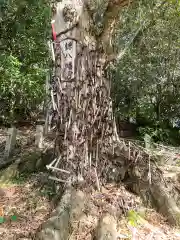 鎌八幡宮の自然