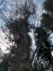 荒橿神社(栃木県)