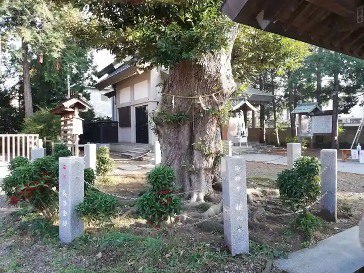 香取神社(旭町香取神社・大鳥神社)の自然