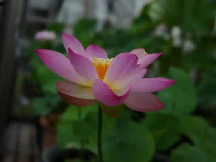 極楽山 浄土寺の自然