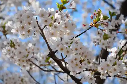 櫻岡大神宮の自然