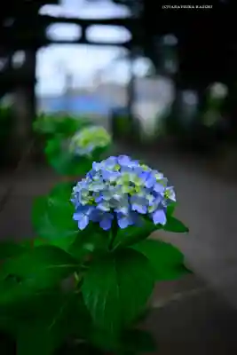 篠原八幡神社(神奈川県)