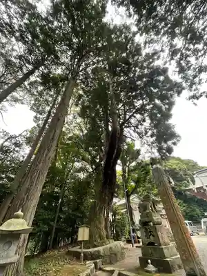 東大野八幡神社の自然