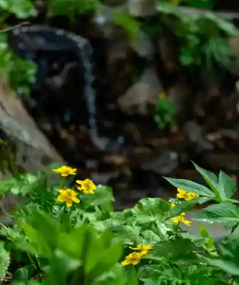 白山比咩神社　奥宮(石川県)