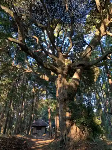 宇迦大神(千葉県)