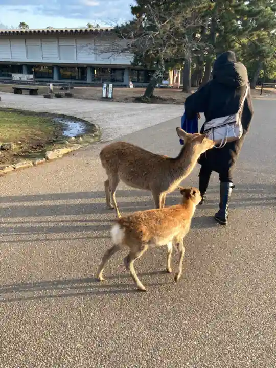 氷室神社の動物