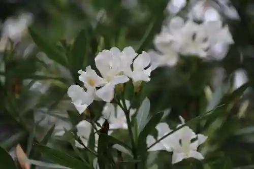 隠津島神社の自然