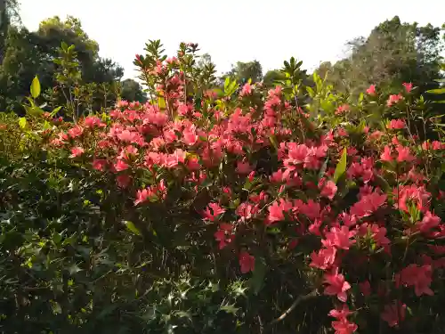 阿智神社の自然