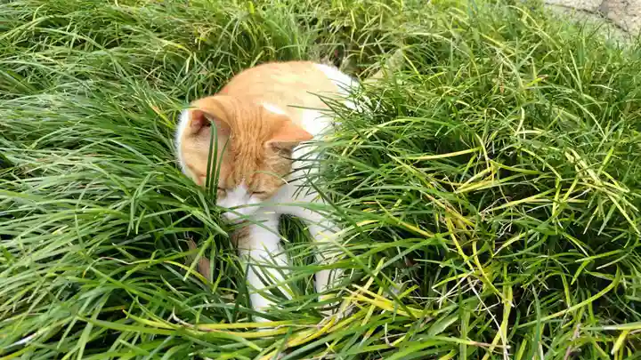 行願寺(革堂)(京都府)