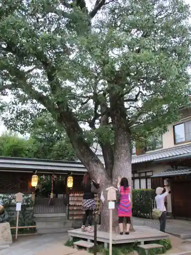 晴明神社の自然