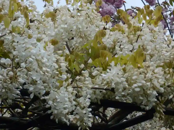 極楽寺(霊鷲山感應院極楽律寺)の自然