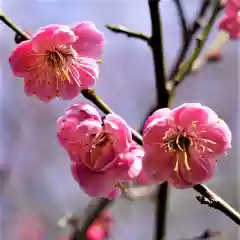 陽林寺の自然