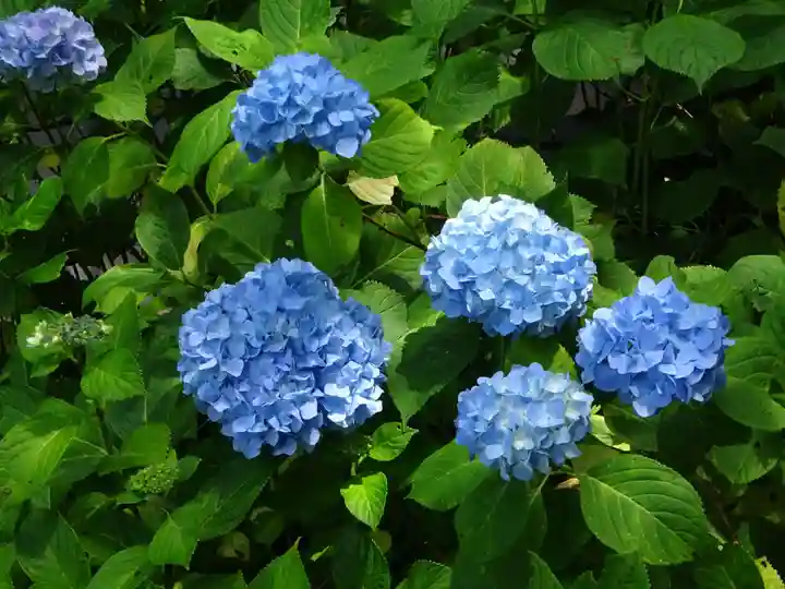 天王山 安楽寺の自然