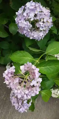 三室戸寺の自然