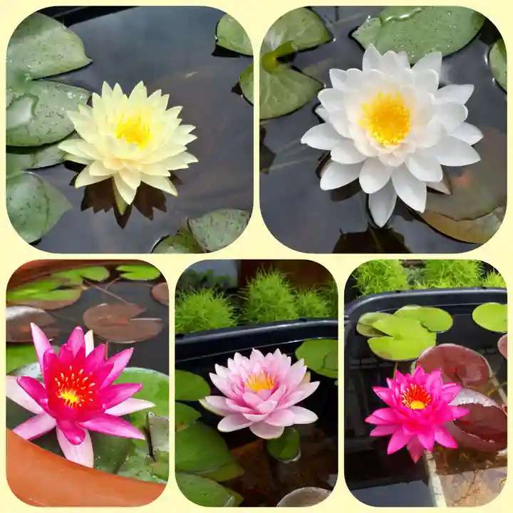 極楽山 浄土寺の自然