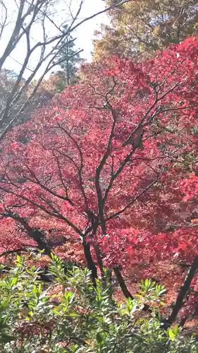 湯神社(彌彦神社末社)(新潟県)